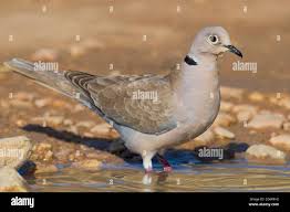 Attēlu rezultāti vaicājumam “Streptopelia decaocto adult”