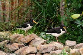 Attēlu rezultāti vaicājumam “Haematopus ostralegus”