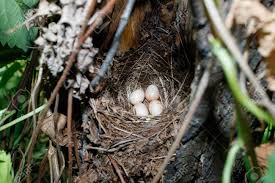 Attēlu rezultāti vaicājumam “Erithacus rubecula nest”