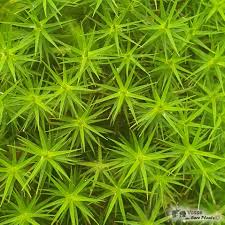 Attēlu rezultāti vaicājumam “Polytrichum strictum”