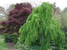 Attēlu rezultāti vaicājumam “Cercidiphyllum japonicum”