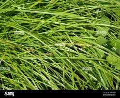 Attēlu rezultāti vaicājumam “Carex remota leaf”