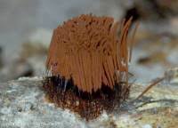 Attēlu rezultāti vaicājumam “Stemonitis flavogenita”