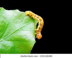 Attēlu rezultāti vaicājumam “Erannis defoliaria larva”