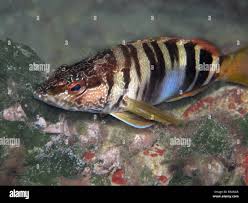 Image result for Serranus scriba