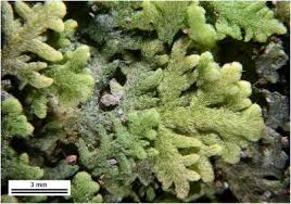 Attēlu rezultāti vaicājumam “Trichocolea tomentella sporophyte”