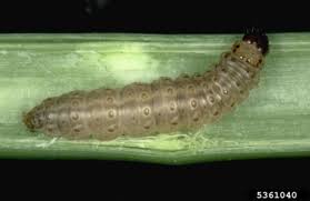 Attēlu rezultāti vaicājumam “Cribraria oregana stalked”