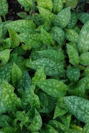 Image result for Lungenkraut