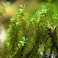 Attēlu rezultāti vaicājumam “Plagiomnium affine”