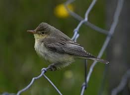 Attēlu rezultāti vaicājumam “Hippolais icterina adult”