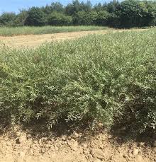 Attēlu rezultāti vaicājumam “Salix repens subsp. rosmarinifolia”