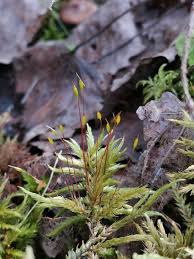 Attēlu rezultāti vaicājumam “Climacium dendroides sporophyte”
