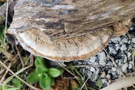 Attēlu rezultāti vaicājumam “Hymenoscyphus fructigenus var. coryli”