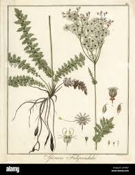 Attēlu rezultāti vaicājumam “Filipendula vulgaris leaf”