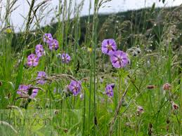 Image result for Storchschnäbel