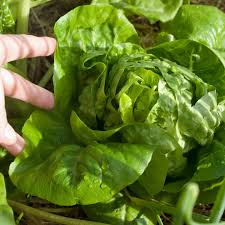 Attēlu rezultāti vaicājumam “Lactuca sativa”