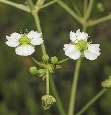 Attēlu rezultāti vaicājumam “Alisma plantago-aquatica flower”