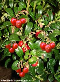 Attēlu rezultāti vaicājumam “Vaccinium vitis-idaea”