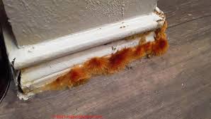 Attēlu rezultāti vaicājumam “Stemonitopsis aequalis var. microspora spores”