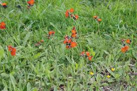 Image result for Hieracium aurantiacum