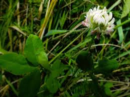 Attēlu rezultāti vaicājumam “Trifolium hybridum flower”