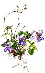 Attēlu rezultāti vaicājumam “Viola riviniana flower”