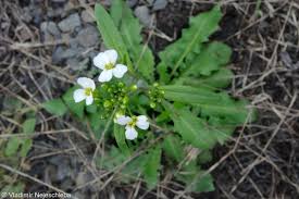 Attēlu rezultāti vaicājumam “Cardaminopsis arenosa leaf”