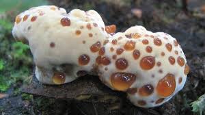 Attēlu rezultāti vaicājumam “Inonotus radiatus”