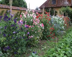 Image result for Lathyrus odoratus