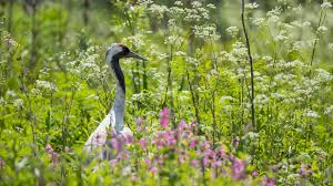 Attēlu rezultāti vaicājumam “Grus grus adult”