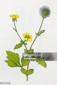 Image result for Geum urbanum