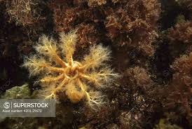 Image result for Cucumaria frondosa