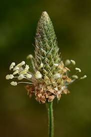 Attēlu rezultāti vaicājumam “Plantago lanceolata”