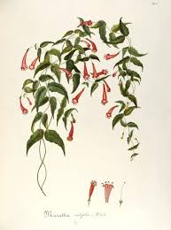 Attēlu rezultāti vaicājumam “Rubiaceae”