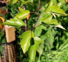 Attēlu rezultāti vaicājumam “Malus purpurea leaf”