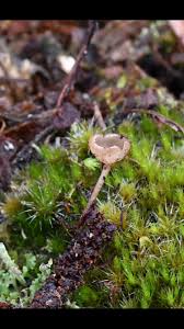 Attēlu rezultāti vaicājumam “Ciboria amentacea”