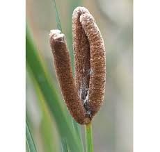 Attēlu rezultāti vaicājumam “Typhaceae”