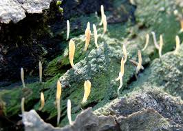 Attēlu rezultāti vaicājumam “Multiclavula mucida”