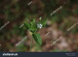 Attēlu rezultāti vaicājumam “Moehringia trinervia bud”