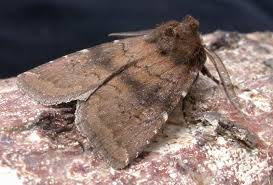 Attēlu rezultāti vaicājumam “Rusina ferruginea female”