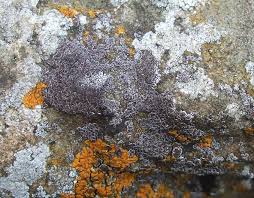 Attēlu rezultāti vaicājumam “Hypocenomyce friesii”