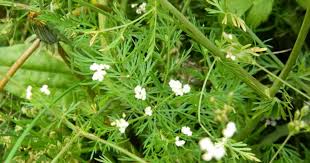 Attēlu rezultāti vaicājumam “Carum carvi flower”