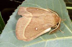 Attēlu rezultāti vaicājumam “Lasiocampa trifolii male”