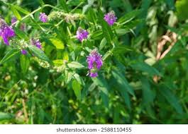 Attēlu rezultāti vaicājumam “Salvia verticillata flower”