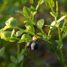 Attēlu rezultāti vaicājumam “Vaccinium myrtillus leaf”