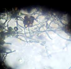 Attēlu rezultāti vaicājumam “Physarum murinum”