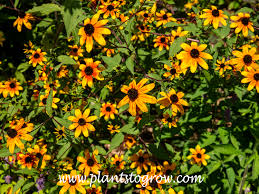 Image result for Rudbeckia Paradisio