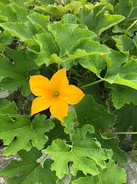 Attēlu rezultāti vaicājumam “Cucurbita pepo leaf”