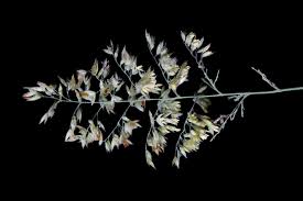 Attēlu rezultāti vaicājumam “Holcus lanatus  fruit”