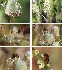 Attēlu rezultāti vaicājumam “Plantaginaceae”